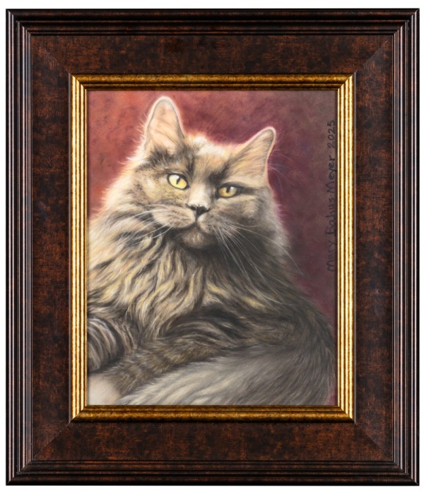 Shadow, grey cat